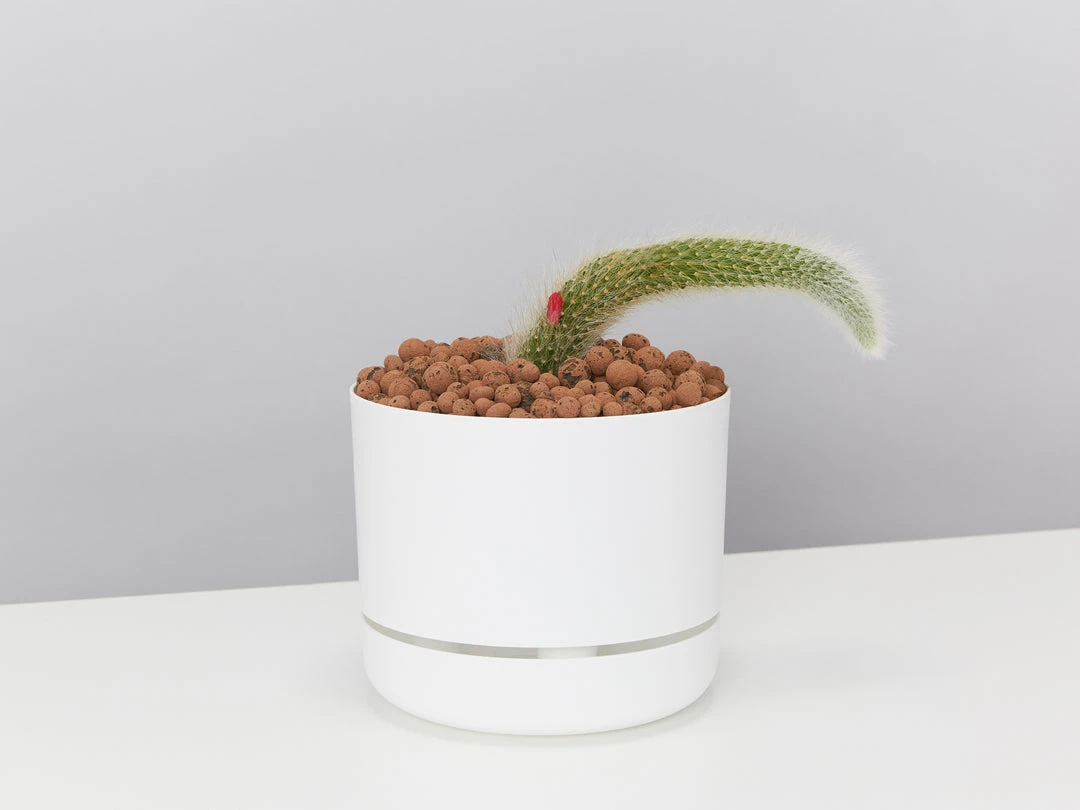 Cacti LECA + Soft Monkey Tail Cactus Planter Easy Care Plants 4 Cacti LECA + Soft Monkey Tail Cactus Planter Easy Care Plants