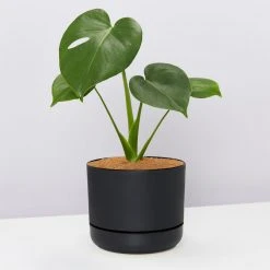 Pot + Plant Gift Box Monstera Deliciosa Tauerii - Pot + Plant + Soil Birthday 23 Pot + Plant Gift Box Monstera Deliciosa Tauerii - Pot + Plant + Soil Birthday