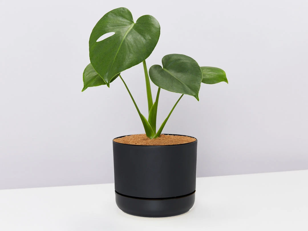 Pot + Plant Gift Box Monstera Deliciosa Tauerii - Pot + Plant + Soil Birthday 7 Pot + Plant Gift Box Monstera Deliciosa Tauerii - Pot + Plant + Soil Birthday