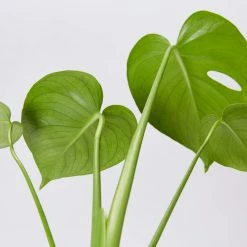 Pot + Plant Gift Box Monstera Deliciosa Tauerii - Pot + Plant + Soil Birthday 25 Pot + Plant Gift Box Monstera Deliciosa Tauerii - Pot + Plant + Soil Birthday