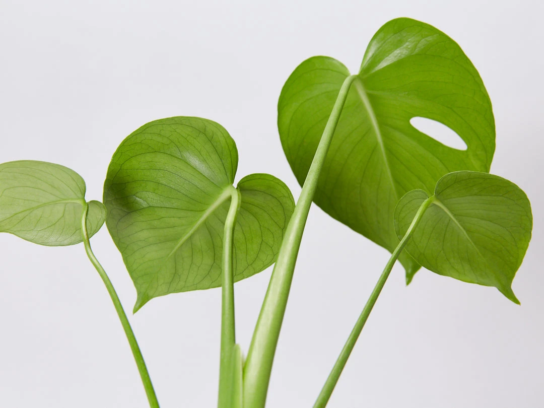 Pot + Plant Gift Box Monstera Deliciosa Tauerii - Pot + Plant + Soil Birthday 9 Pot + Plant Gift Box Monstera Deliciosa Tauerii - Pot + Plant + Soil Birthday