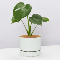 Outlet Plants in a box Store 31 Pot + Plant Gift Box Monstera Deliciosa Tauerii - Pot + Plant + Soil Birthday