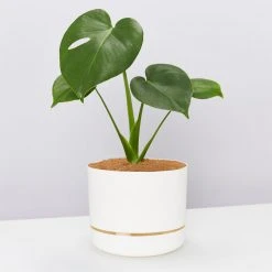 Pot + Plant Gift Box Monstera Deliciosa Tauerii - Pot + Plant + Soil Birthday