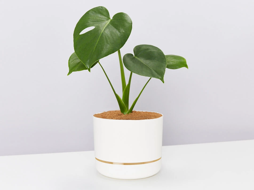 Pot + Plant Gift Box Monstera Deliciosa Tauerii - Pot + Plant + Soil Birthday 4 Pot + Plant Gift Box Monstera Deliciosa Tauerii - Pot + Plant + Soil Birthday