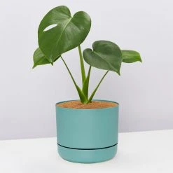 Pot + Plant Gift Box Monstera Deliciosa Tauerii - Pot + Plant + Soil Birthday 27 Pot + Plant Gift Box Monstera Deliciosa Tauerii - Pot + Plant + Soil Birthday