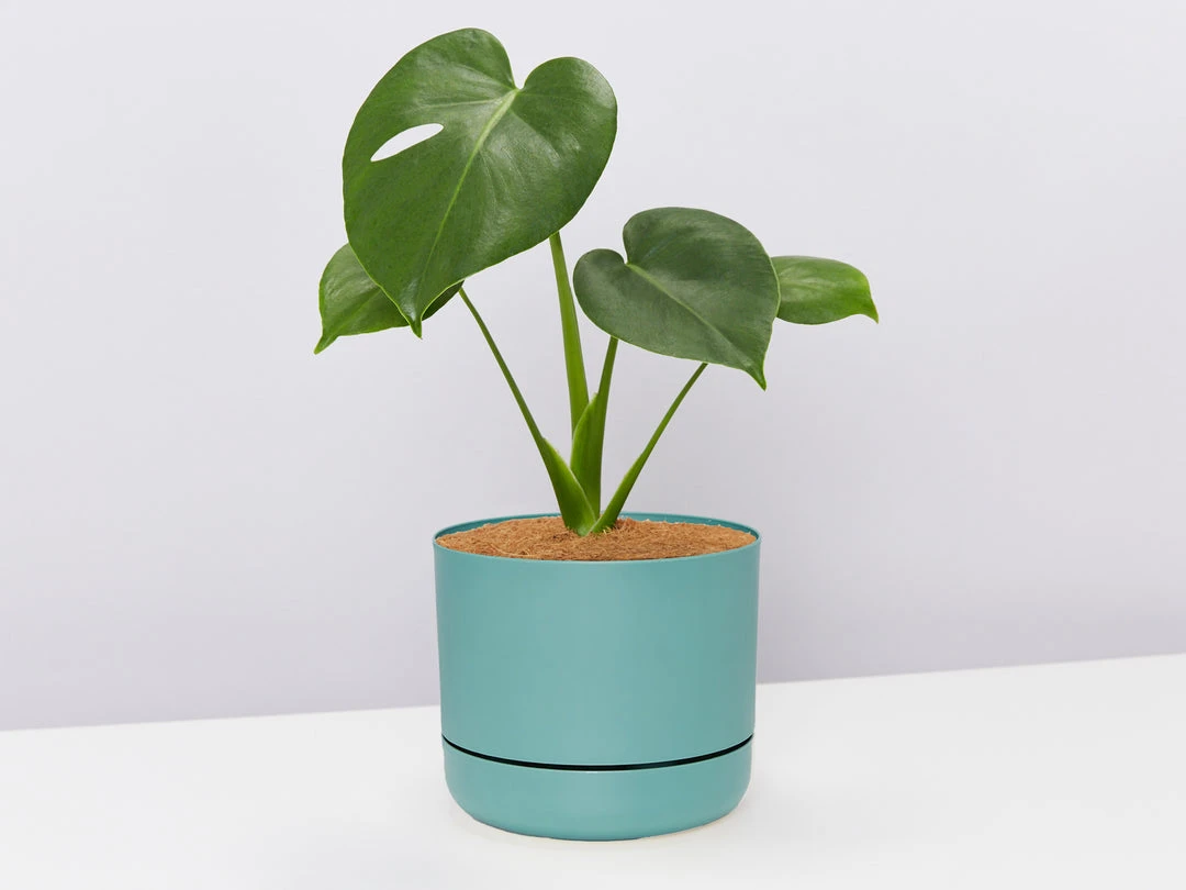 Pot + Plant Gift Box Monstera Deliciosa Tauerii - Pot + Plant + Soil Birthday 11 Pot + Plant Gift Box Monstera Deliciosa Tauerii - Pot + Plant + Soil Birthday