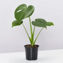 Pot + Plant Gift Box Monstera Deliciosa Tauerii - Pot + Plant + Soil Birthday 21 Pot + Plant Gift Box Monstera Deliciosa Tauerii - Pot + Plant + Soil Birthday