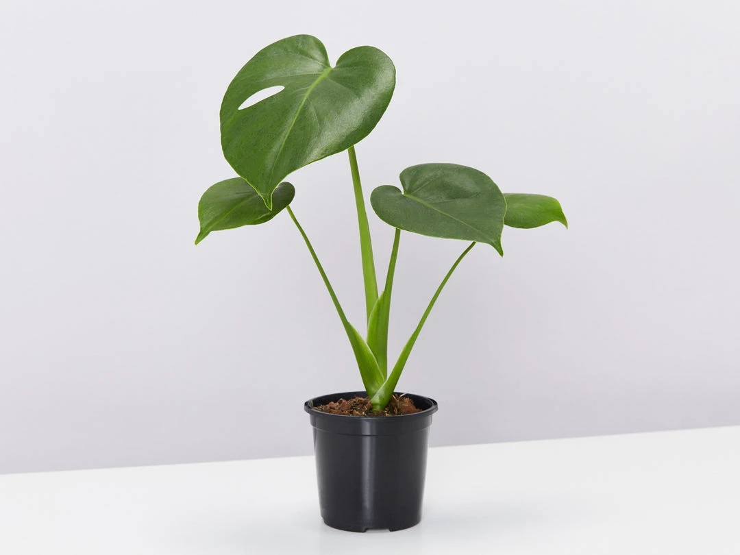 Pot + Plant Gift Box Monstera Deliciosa Tauerii - Pot + Plant + Soil Birthday 5 Pot + Plant Gift Box Monstera Deliciosa Tauerii - Pot + Plant + Soil Birthday