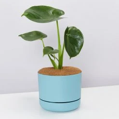 Pot + Plant Gift Box Monstera Deliciosa Tauerii - Pot + Plant + Soil Birthday 24 Pot + Plant Gift Box Monstera Deliciosa Tauerii - Pot + Plant + Soil Birthday