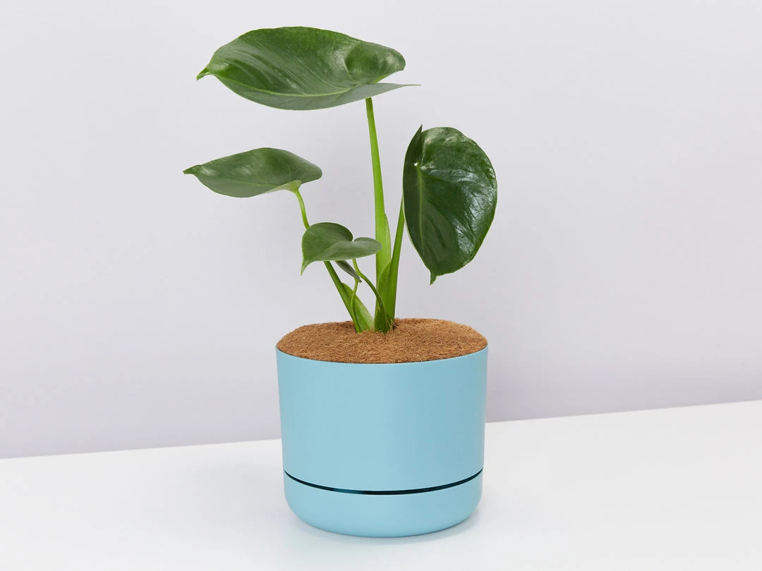 Pot + Plant Gift Box Monstera Deliciosa Tauerii - Pot + Plant + Soil Birthday 8 Pot + Plant Gift Box Monstera Deliciosa Tauerii - Pot + Plant + Soil Birthday