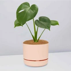 Pot + Plant Gift Box Monstera Deliciosa Tauerii - Pot + Plant + Soil Birthday 22 Pot + Plant Gift Box Monstera Deliciosa Tauerii - Pot + Plant + Soil Birthday