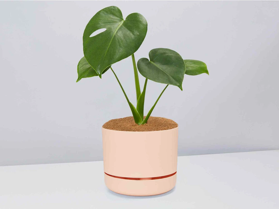 Pot + Plant Gift Box Monstera Deliciosa Tauerii - Pot + Plant + Soil Birthday 6 Pot + Plant Gift Box Monstera Deliciosa Tauerii - Pot + Plant + Soil Birthday