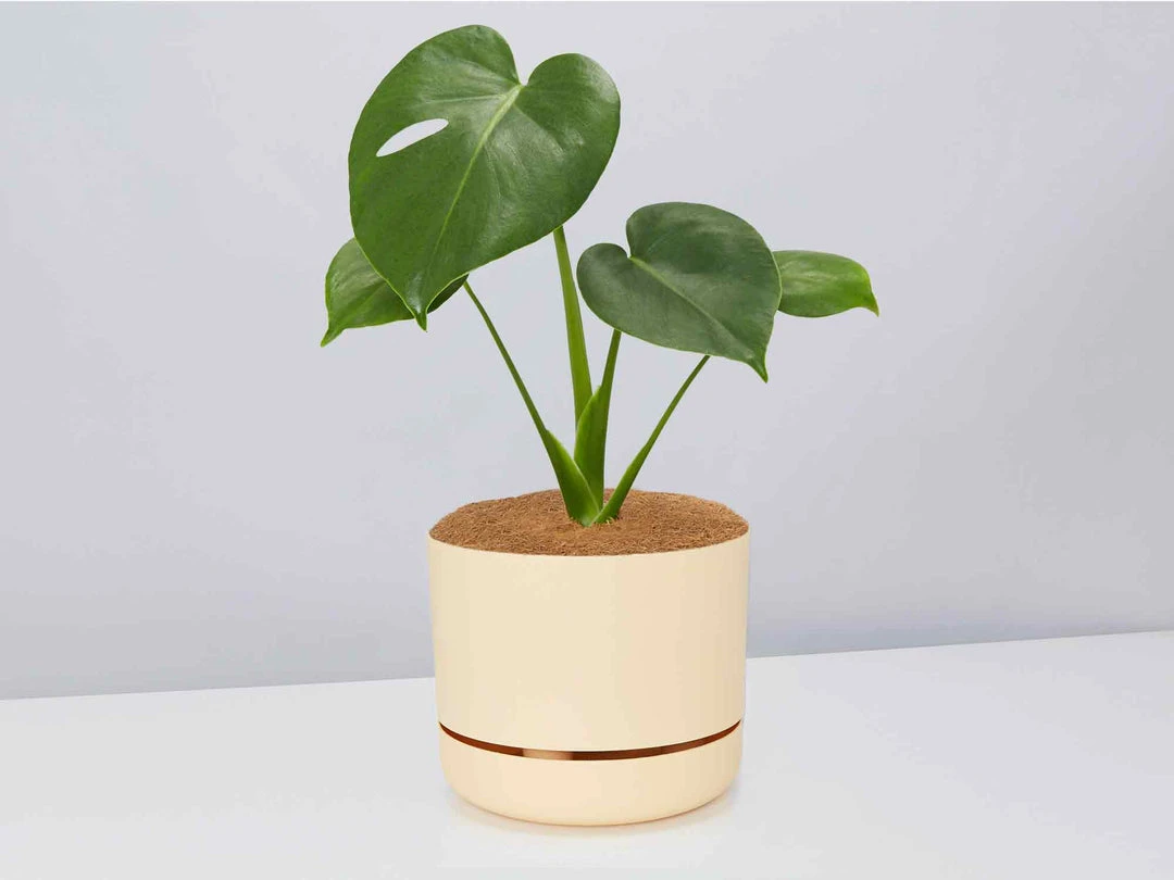 Pot + Plant Gift Box Monstera Deliciosa Tauerii - Pot + Plant + Soil Birthday 10 Pot + Plant Gift Box Monstera Deliciosa Tauerii - Pot + Plant + Soil Birthday
