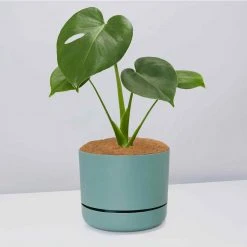 Pot + Plant Gift Box Monstera Deliciosa Tauerii - Pot + Plant + Soil Birthday 30 Pot + Plant Gift Box Monstera Deliciosa Tauerii - Pot + Plant + Soil Birthday