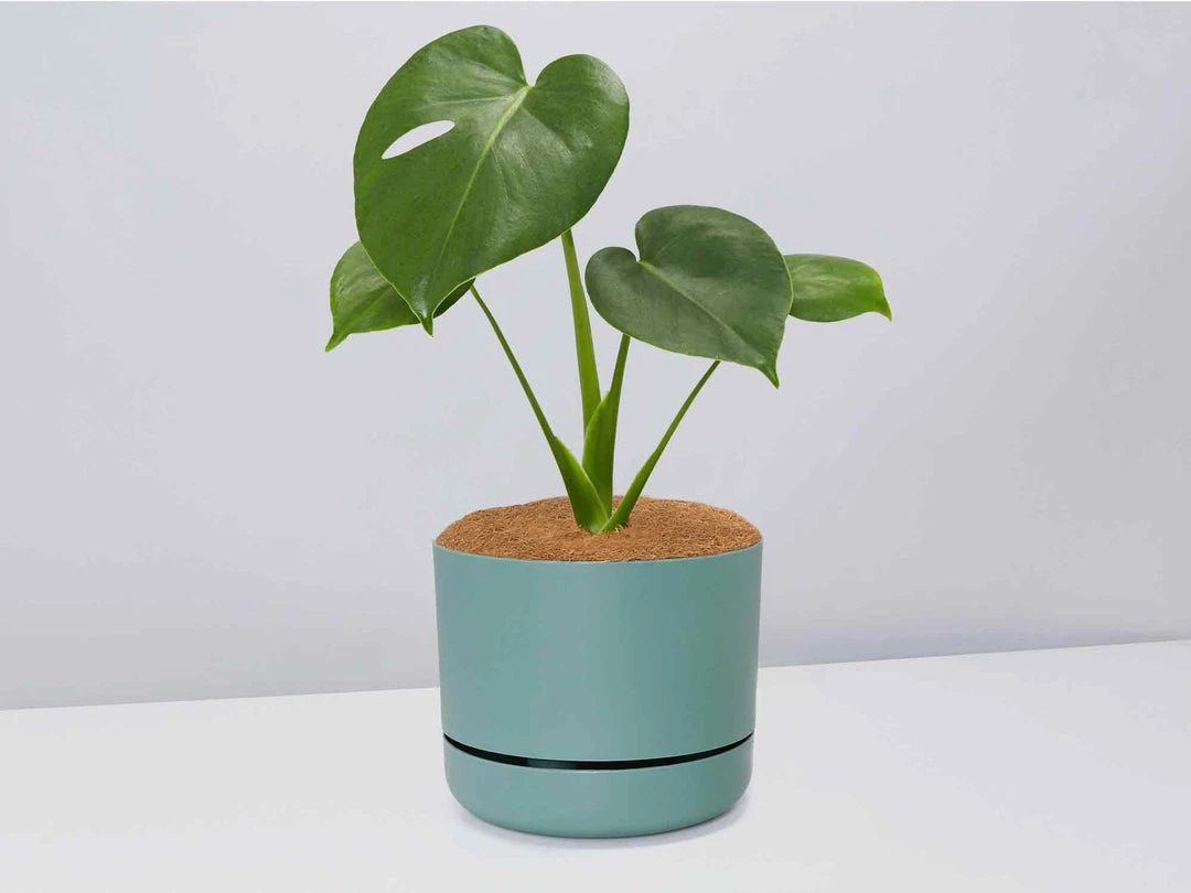 Pot + Plant Gift Box Monstera Deliciosa Tauerii - Pot + Plant + Soil Birthday 14 Pot + Plant Gift Box Monstera Deliciosa Tauerii - Pot + Plant + Soil Birthday