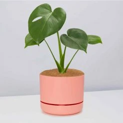 Pot + Plant Gift Box Monstera Deliciosa Tauerii - Pot + Plant + Soil Birthday 29 Pot + Plant Gift Box Monstera Deliciosa Tauerii - Pot + Plant + Soil Birthday