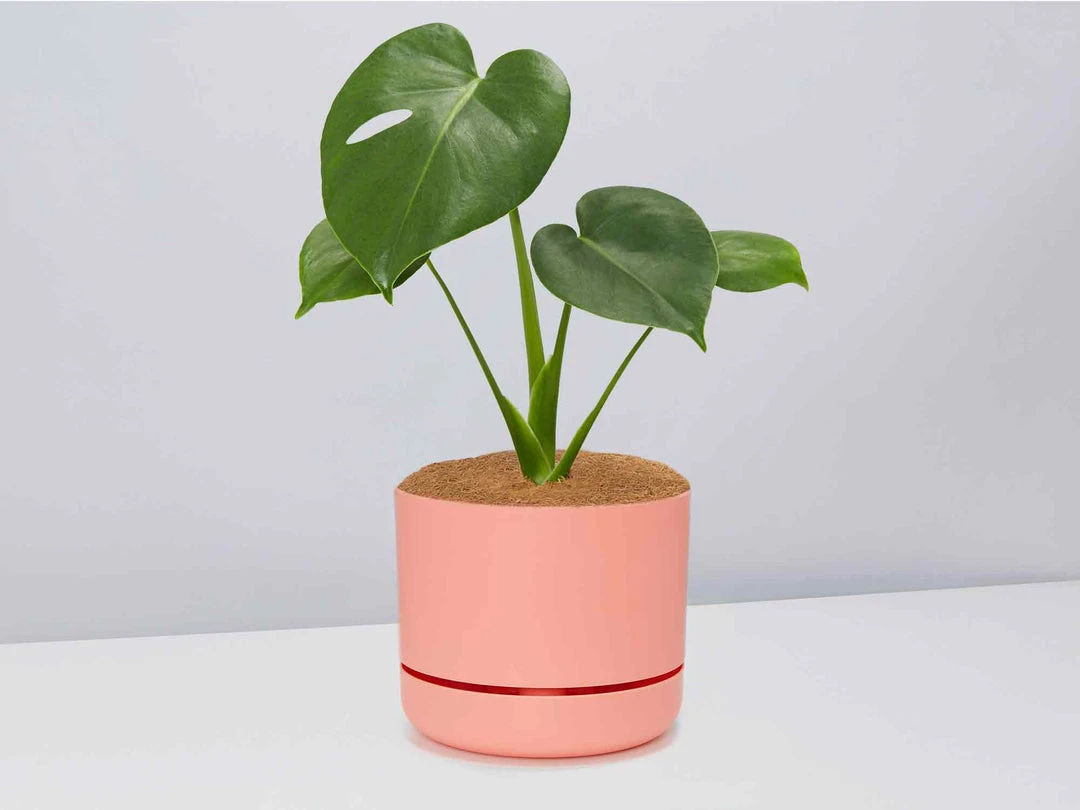 Pot + Plant Gift Box Monstera Deliciosa Tauerii - Pot + Plant + Soil Birthday 13 Pot + Plant Gift Box Monstera Deliciosa Tauerii - Pot + Plant + Soil Birthday