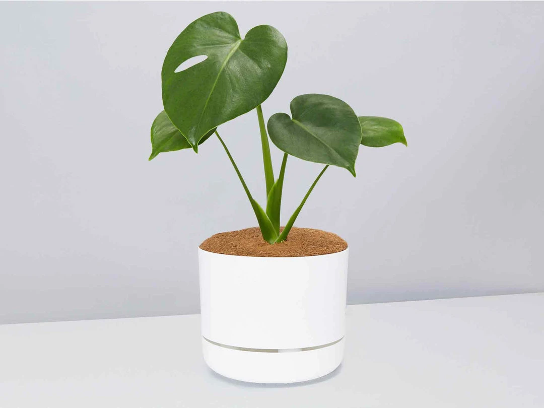 Pot + Plant Gift Box Monstera Deliciosa Tauerii - Pot + Plant + Soil Birthday 12 Pot + Plant Gift Box Monstera Deliciosa Tauerii - Pot + Plant + Soil Birthday