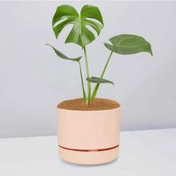 Pot + Plant Gift Box Monstera Deliciosa - Pot + Plant + Soil Birthday