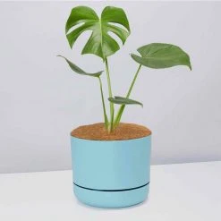 Pot + Plant Gift Box Monstera Deliciosa - Pot + Plant + Soil Birthday