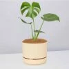 Pot + Plant Gift Box Monstera Deliciosa - Pot + Plant + Soil Birthday 2 Pot + Plant Gift Box Monstera Deliciosa - Pot + Plant + Soil Birthday