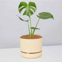 Outlet Plants in a box Store 33 Pot + Plant Gift Box Monstera Deliciosa - Pot + Plant + Soil Birthday