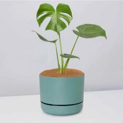 Pot + Plant Gift Box Monstera Deliciosa - Pot + Plant + Soil Birthday