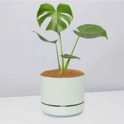 Pot + Plant Gift Box Monstera Deliciosa - Pot + Plant + Soil Birthday