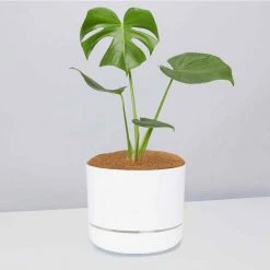 Pot + Plant Gift Box Monstera Deliciosa - Pot + Plant + Soil Birthday