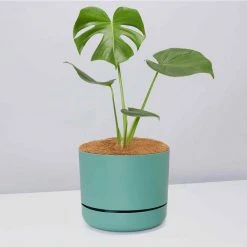 Pot + Plant Gift Box Monstera Deliciosa - Pot + Plant + Soil Birthday