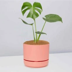 Pot + Plant Gift Box Monstera Deliciosa - Pot + Plant + Soil Birthday