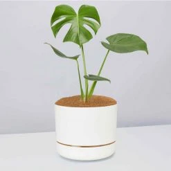 Pot + Plant Gift Box Monstera Deliciosa - Pot + Plant + Soil Birthday