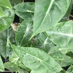 Indoor Garden Alocasias Alocasia Lowii Morocco 85mm