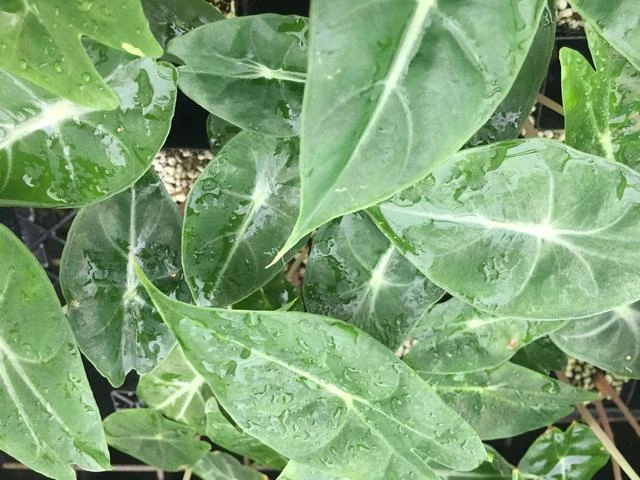 Indoor Garden Alocasias Alocasia Lowii Morocco 85mm 3 Indoor Garden Alocasias Alocasia Lowii Morocco 85mm