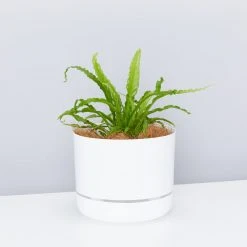 Decor White Selfwatering Pots 215mm