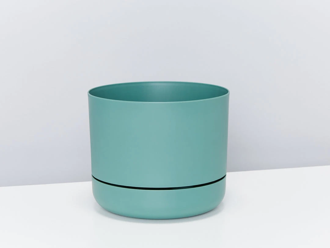 Pot + Plant Gift Box Easy Care Plants Blue Star Fern - Pot + Plant + Soil 12 Pot + Plant Gift Box Easy Care Plants Blue Star Fern - Pot + Plant + Soil