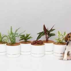 Indoor Garden Pet-friendly Indoor Plants Mr Kitly 6 Houseplants & 6 Pots - Pet-Friendly Edition