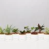 Indoor Garden Mr Kitly 8 Houseplants & 8 Pots - Pet-Friendly Edition Pet-friendly Indoor Plants