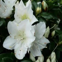 Shrubs Azalea Indica 'Mrs Kint White'