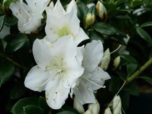 Shrubs Azalea Indica 'Mrs Kint White' 4 Shrubs Azalea Indica 'Mrs Kint White'
