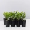 Hedge Murraya Min-a-Min Dwarf Hedging Pack