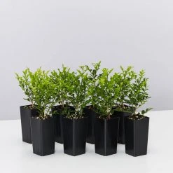 Hedge Murraya Min-a-Min Dwarf Hedging Pack