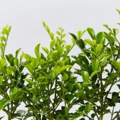 Hedge Murraya Min-a-Min Dwarf Hedging Pack