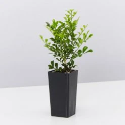 Hedge Murraya Min-a-Min Dwarf Hedging Pack
