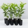 Shrubs Hedging Plants Murraya Paniculata Mock Orange