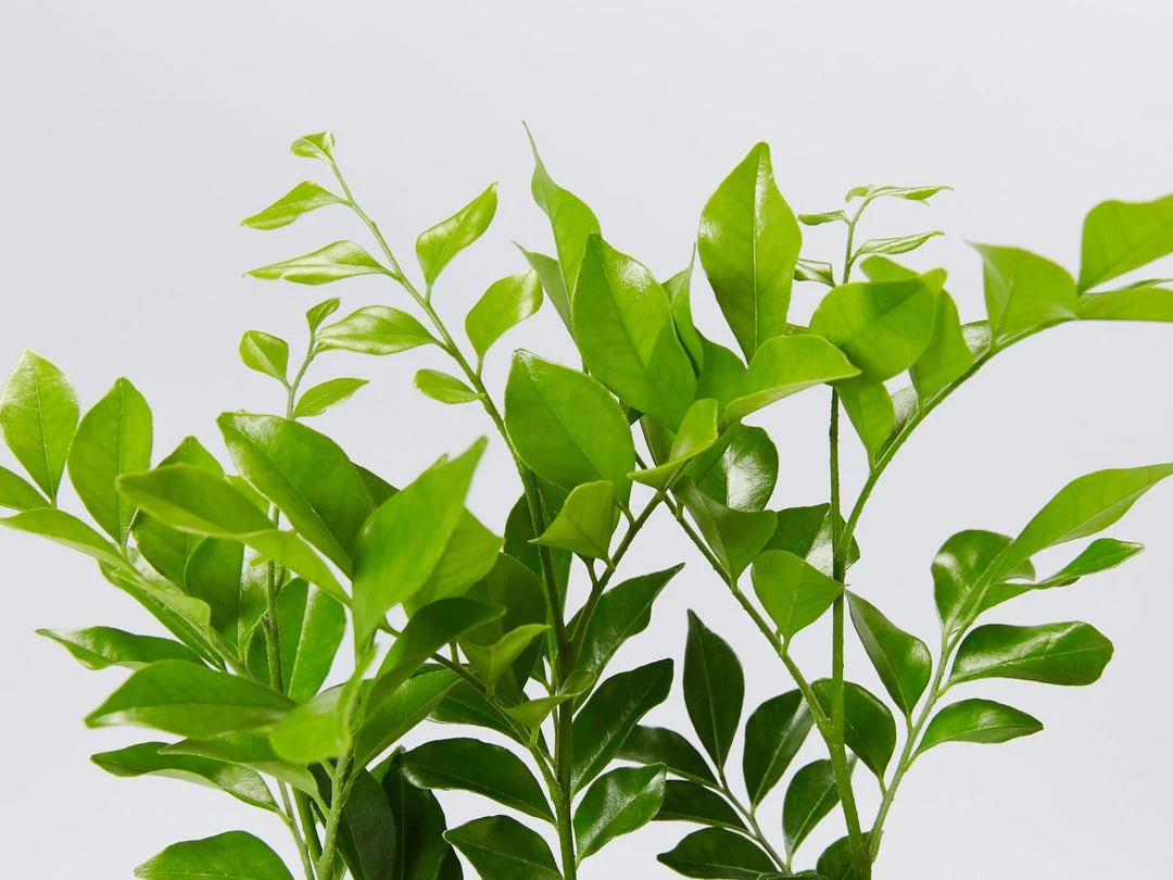 Shrubs Murraya Paniculata - Mock Orange Hedging Pack (Taller Size) 3 Shrubs Murraya Paniculata - Mock Orange Hedging Pack (Taller Size)