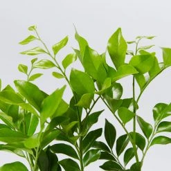 Shrubs Hedging Plants Murraya Paniculata Mock Orange