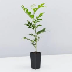 Shrubs Hedging Plants Murraya Paniculata Mock Orange