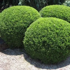 Hedge Murraya Min-a-Min Dwarf Hedging Pack