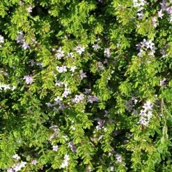 Shrubs Myoporum Parvifolium Pink Full Sun